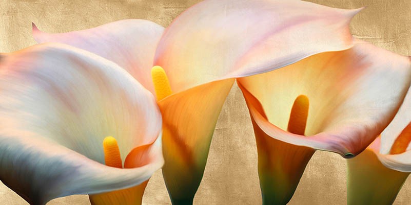 Tulipanes en el crepúsculo