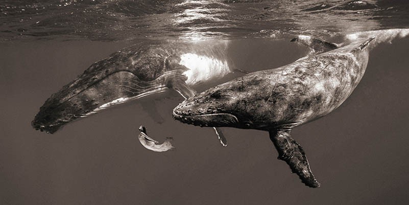 La chica del mar (color)