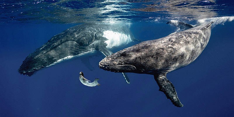 La chica del mar (color)