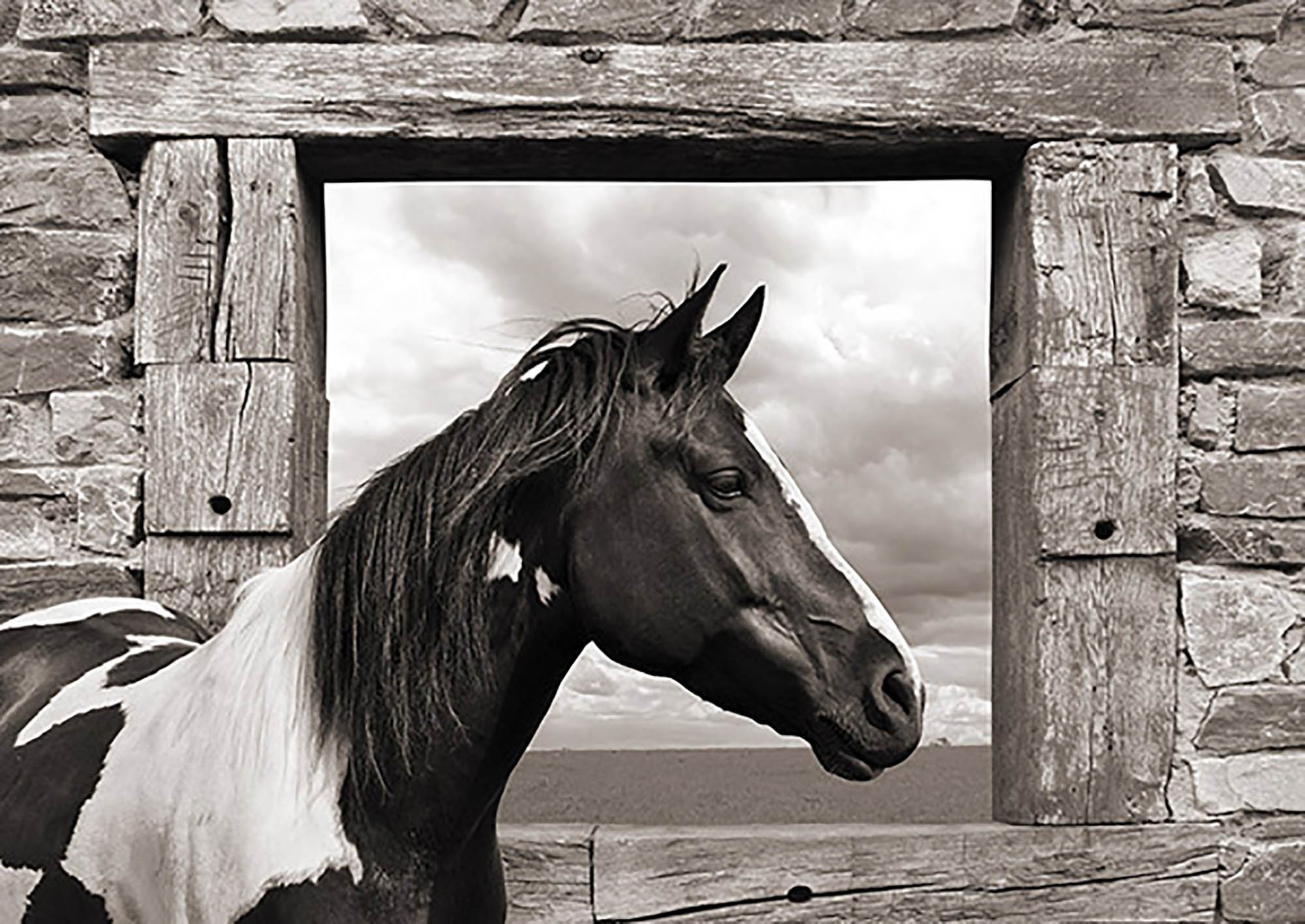 Caballo pintado (BW)