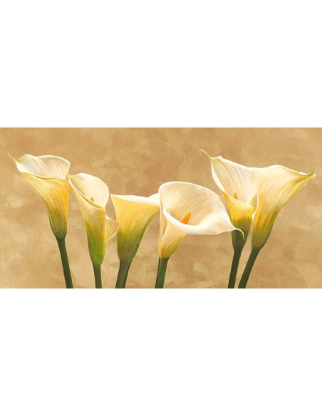 tulipanes blancos