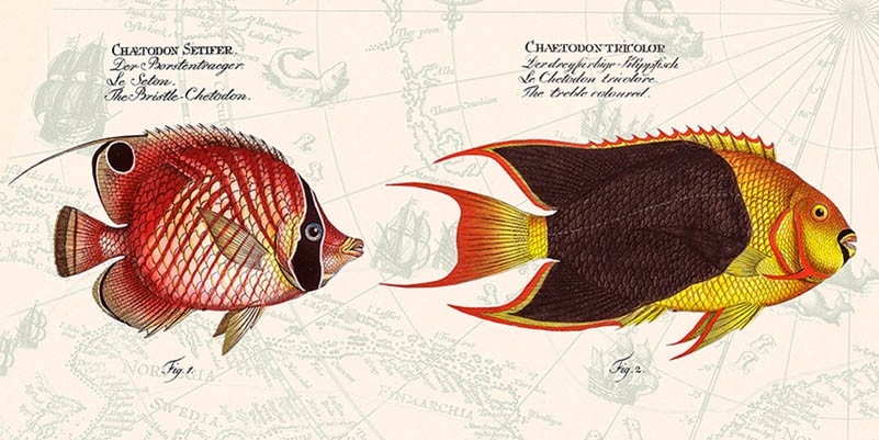 Peces tropicales III, según Bloch