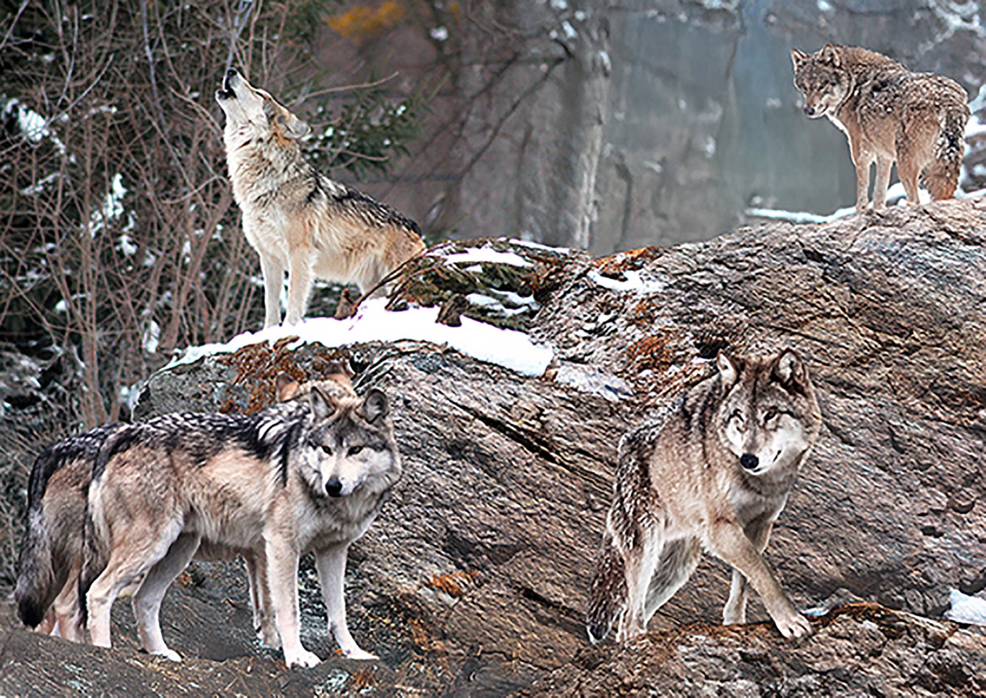 Manada de lobos, Alaska