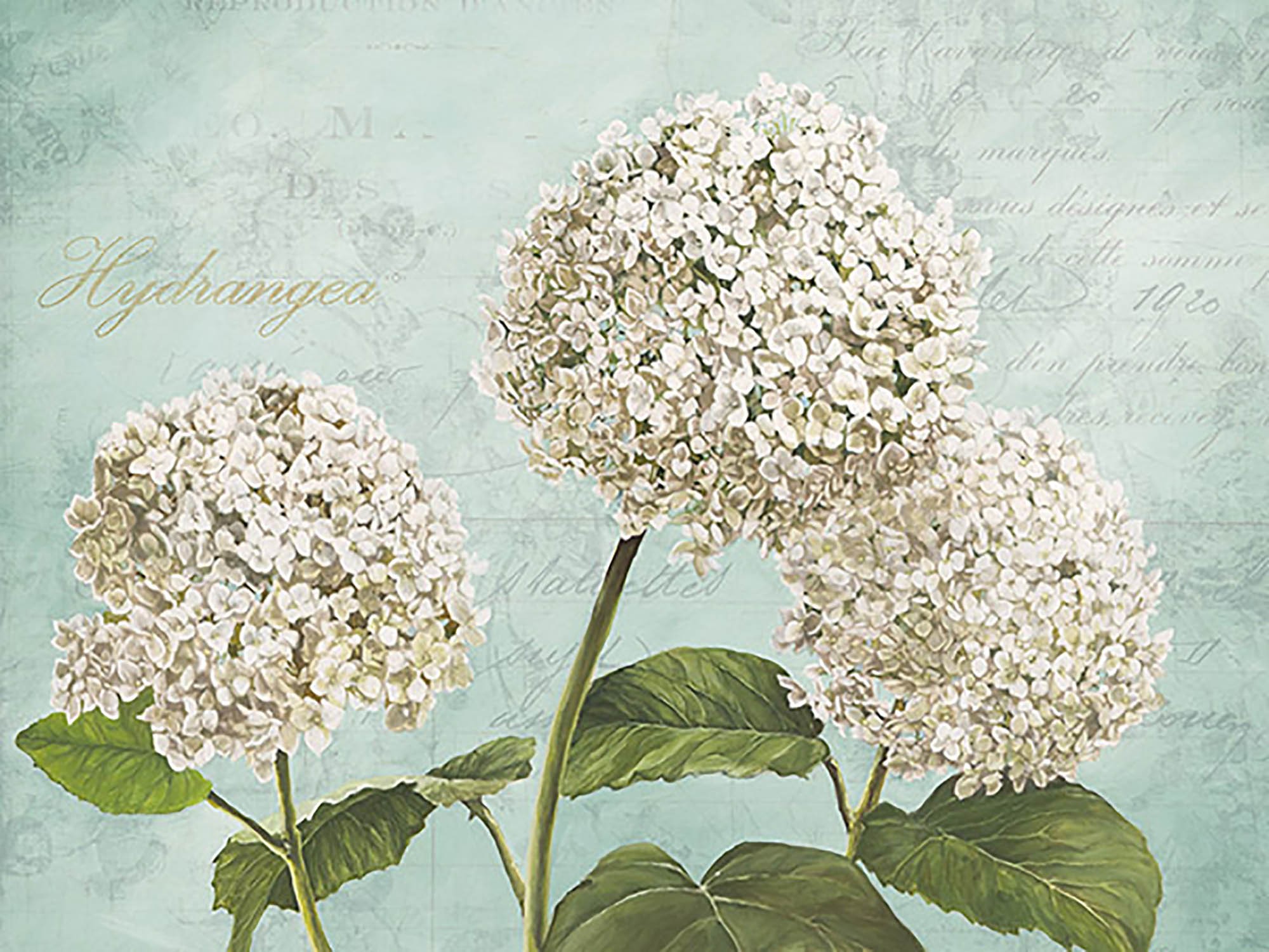 Hortensias I (Aqua)