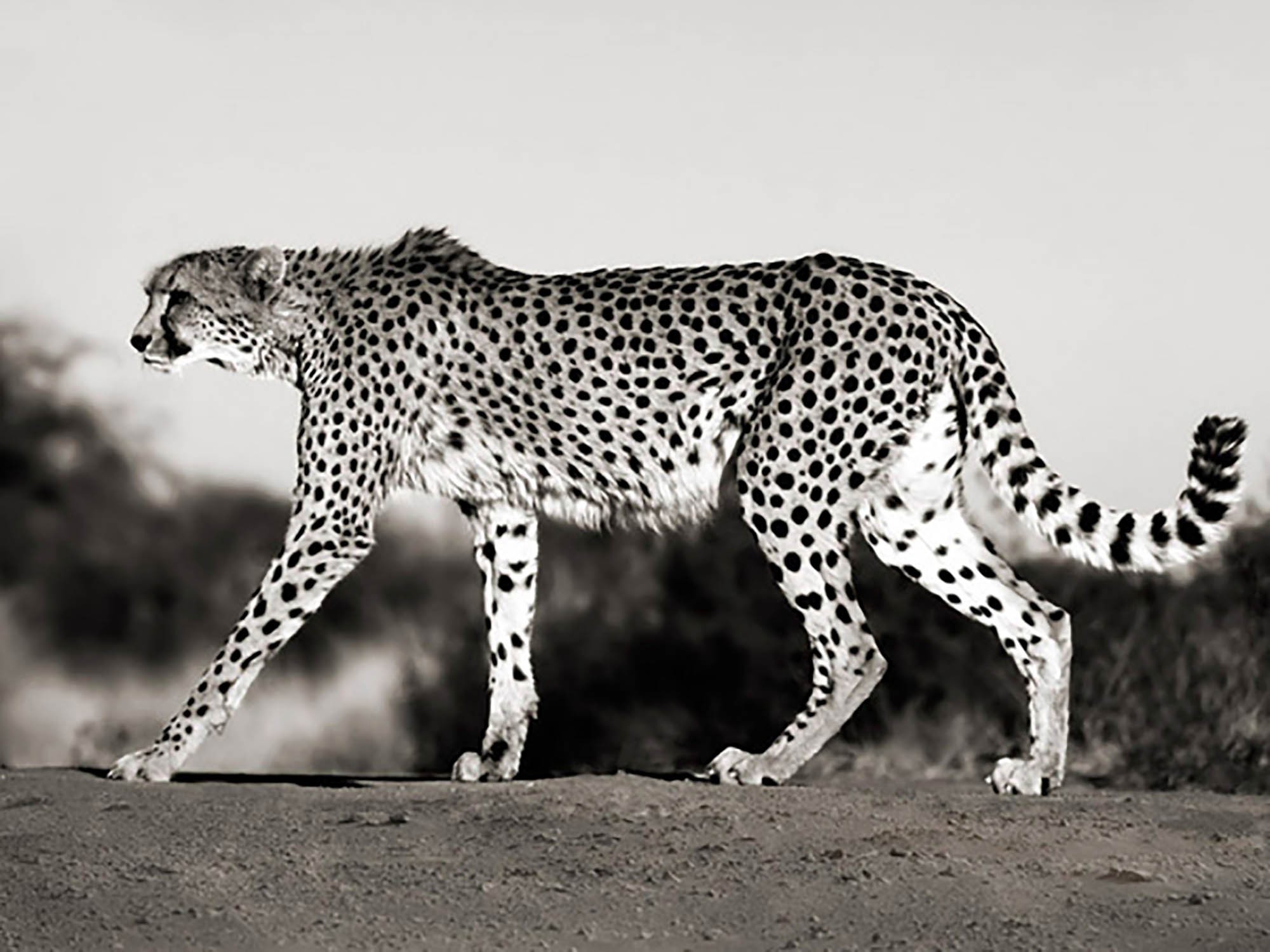 Guepardo, Namibia, África
