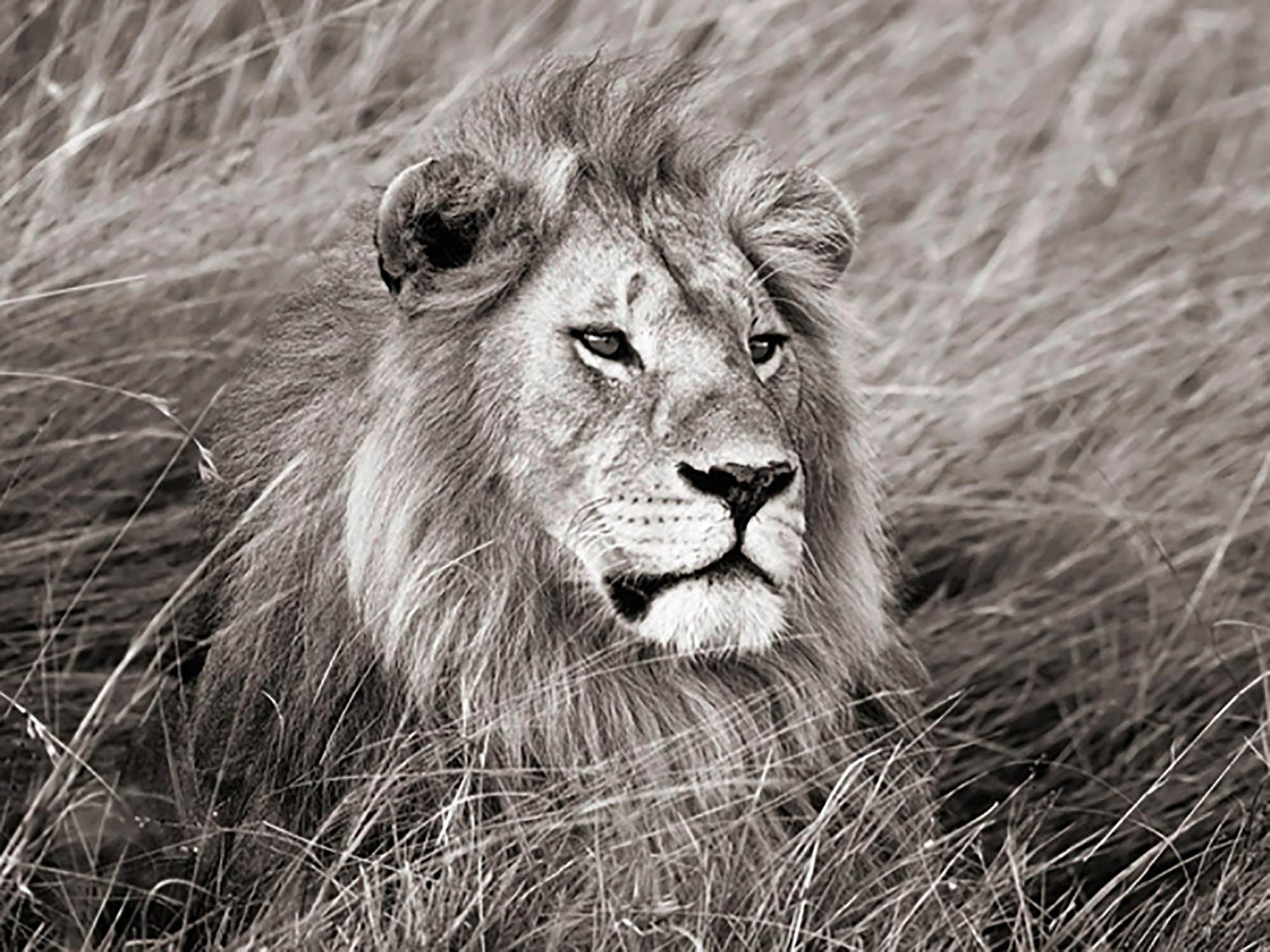 León africano, Masai Mara, Kenia