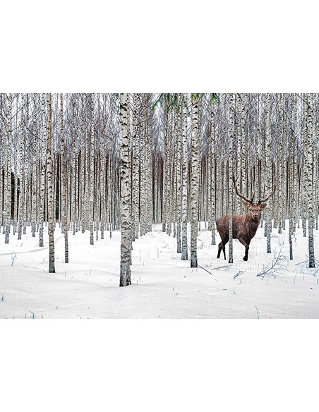 Ciervo en un bosque de abedules, Noruega