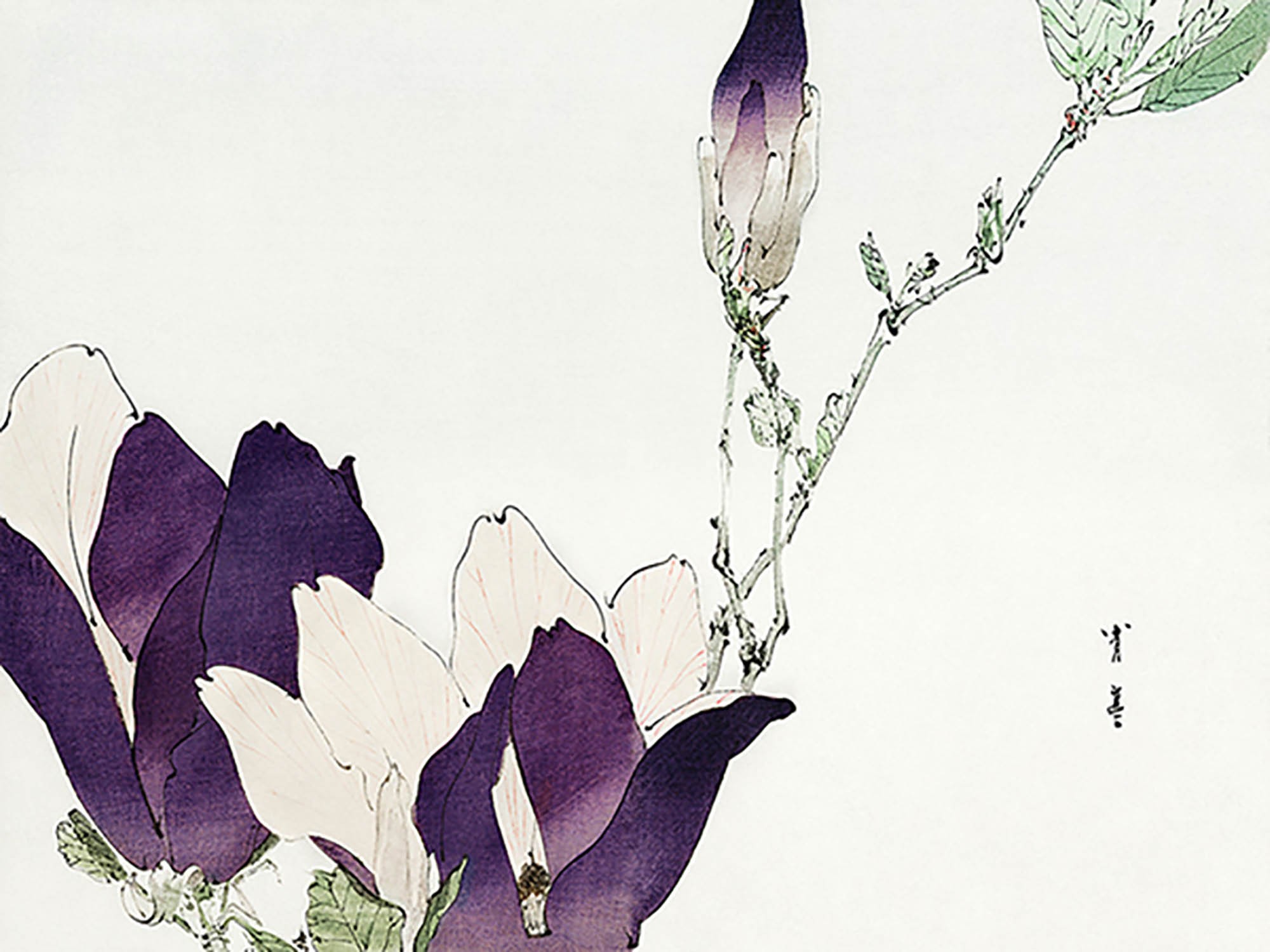 Magnolia púrpura, 1896