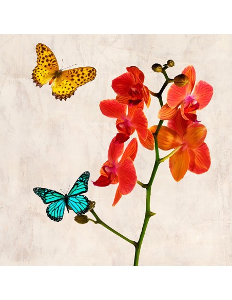 Orquídeas y mariposas II