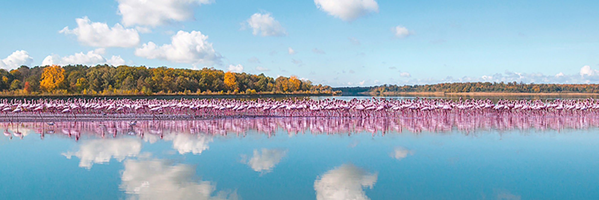 Reflejo de flamencos, Camarga, Francia (detalle)
