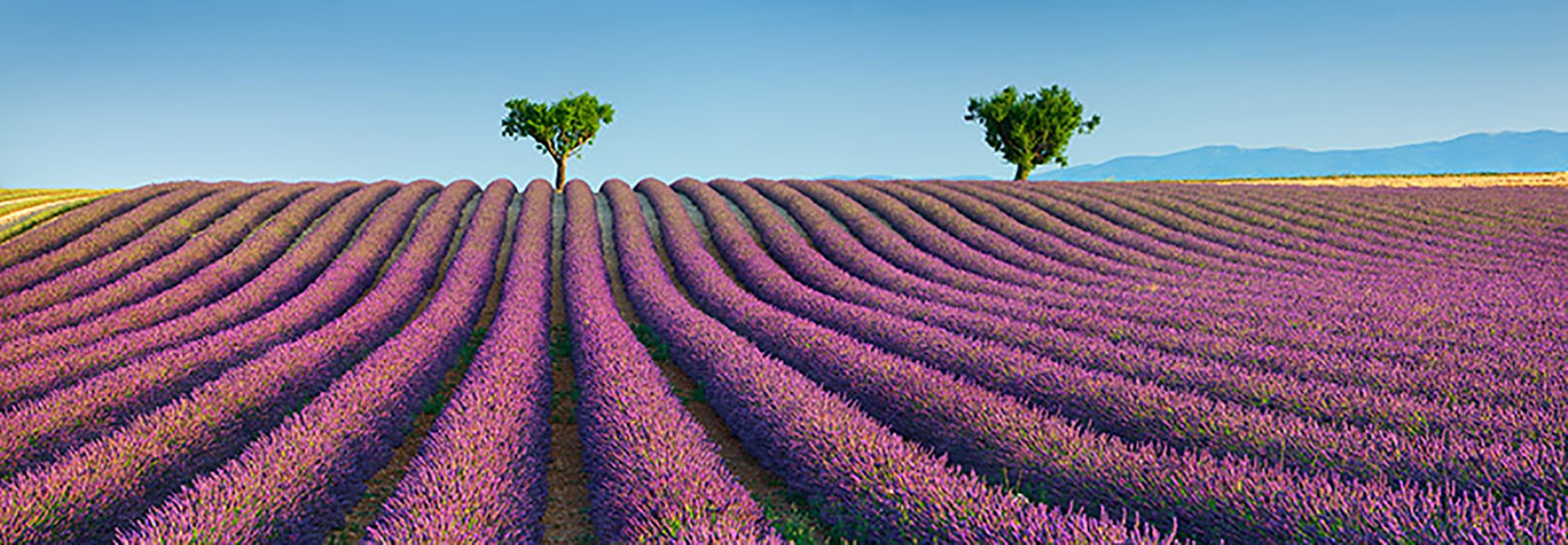 Campo de lavanda, Provenza, Francia
