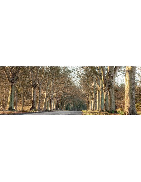 Carretera arbolada, Norfolk, Reino Unido