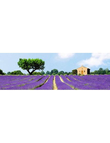 Campos de lavanda, Francia