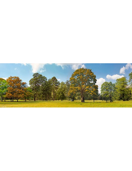 Árboles en un parque