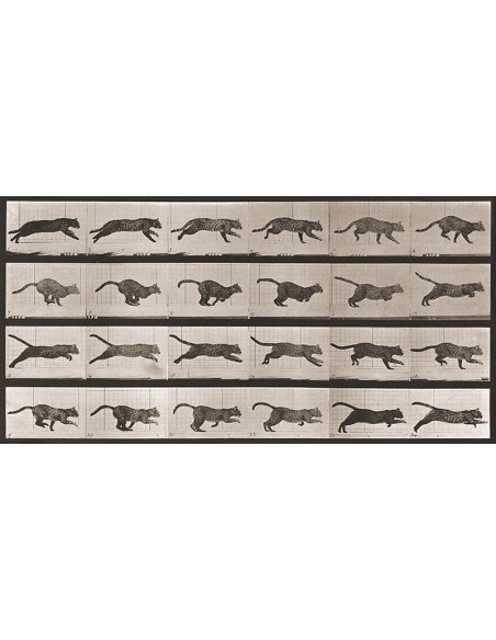 Gato galopando, 1887