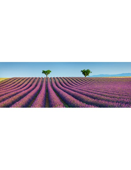 Campo de lavanda, Provenza, Francia