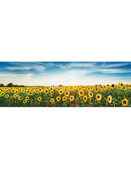 Campo de girasoles, meseta de Valensole, Provenza, Francia