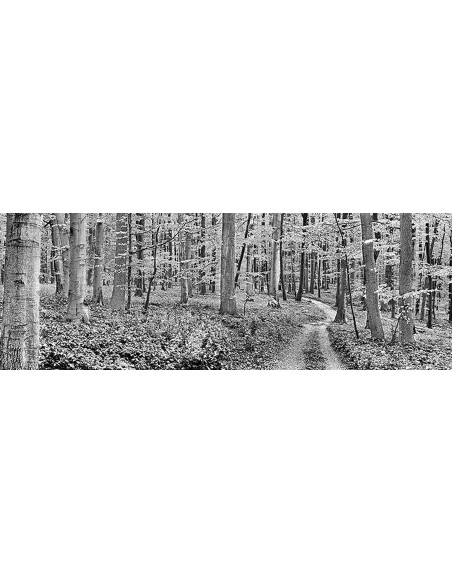 bosque de hayas, Alemania