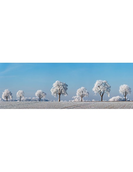 Árbol de callejón con escarcha, Baviera, Alemania