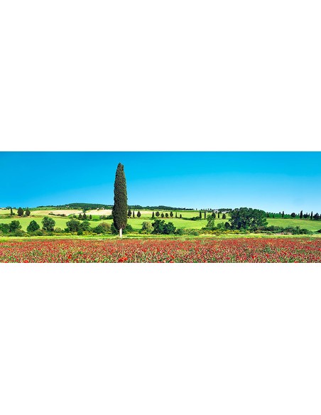 Ciprés en un campo de amapolas, Toscana, Italia