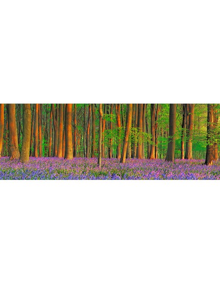 Bosque de hayas con campanillas azules, Hampshire, Inglaterra