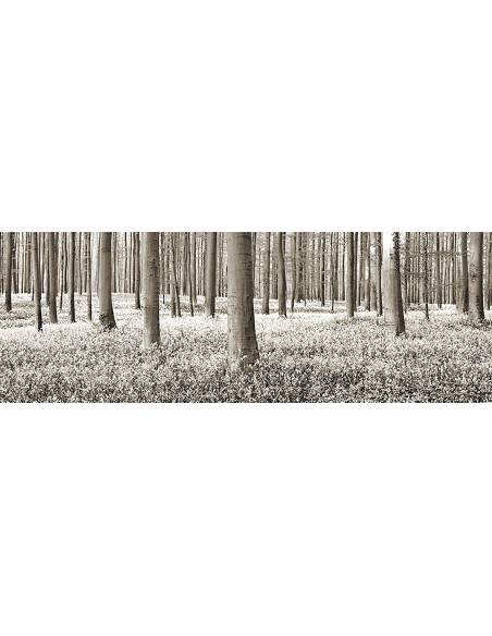 Bosque de hayas con campanillas azules, Bélgica