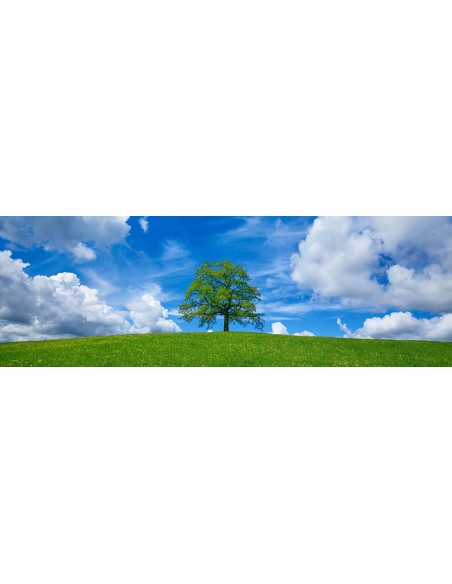 Roble y nubes, Baviera, Alemania