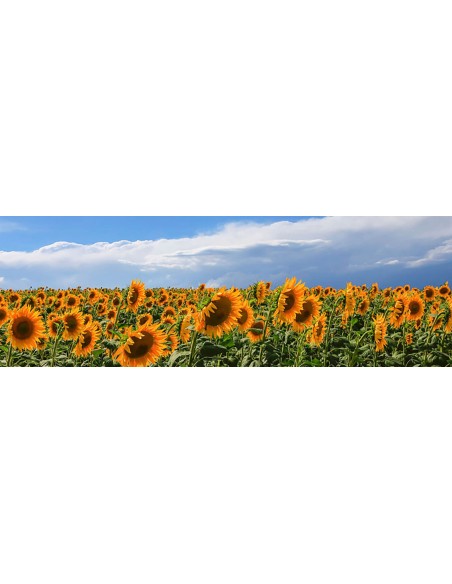 Girasoles en Val d'Orcia