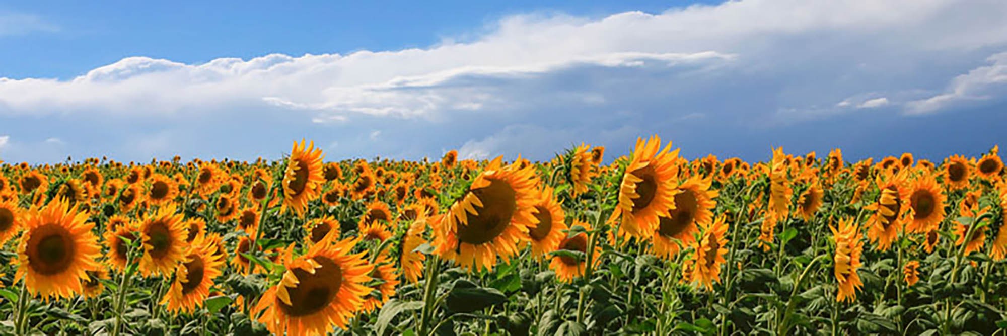 Girasoles en Val d'Orcia