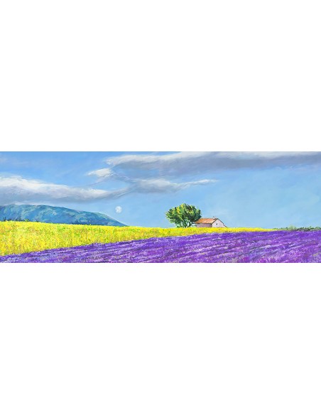 campos de lavanda