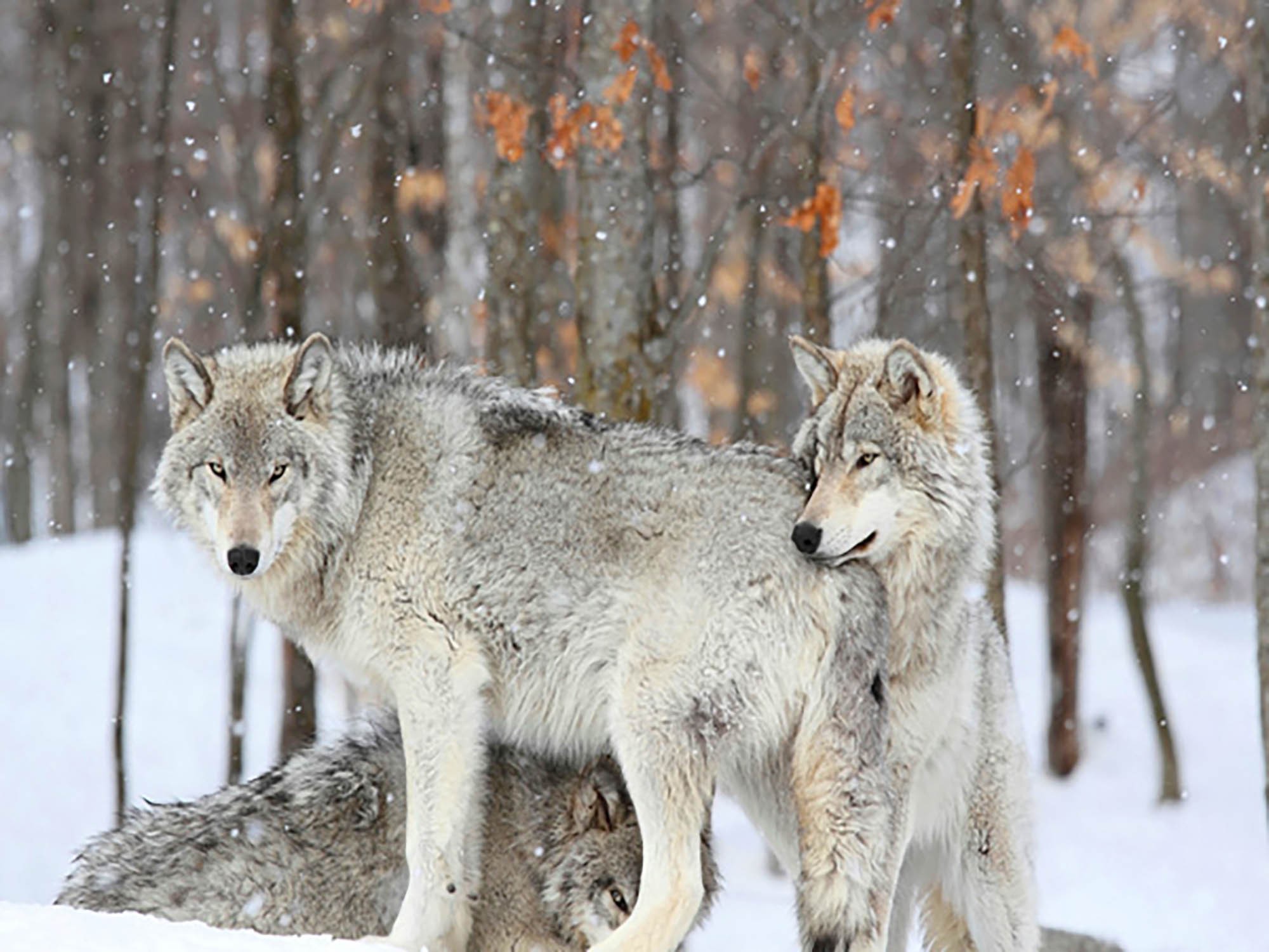 Lobos grises se acurrucan juntos durante una tormenta de nieve, Quebec