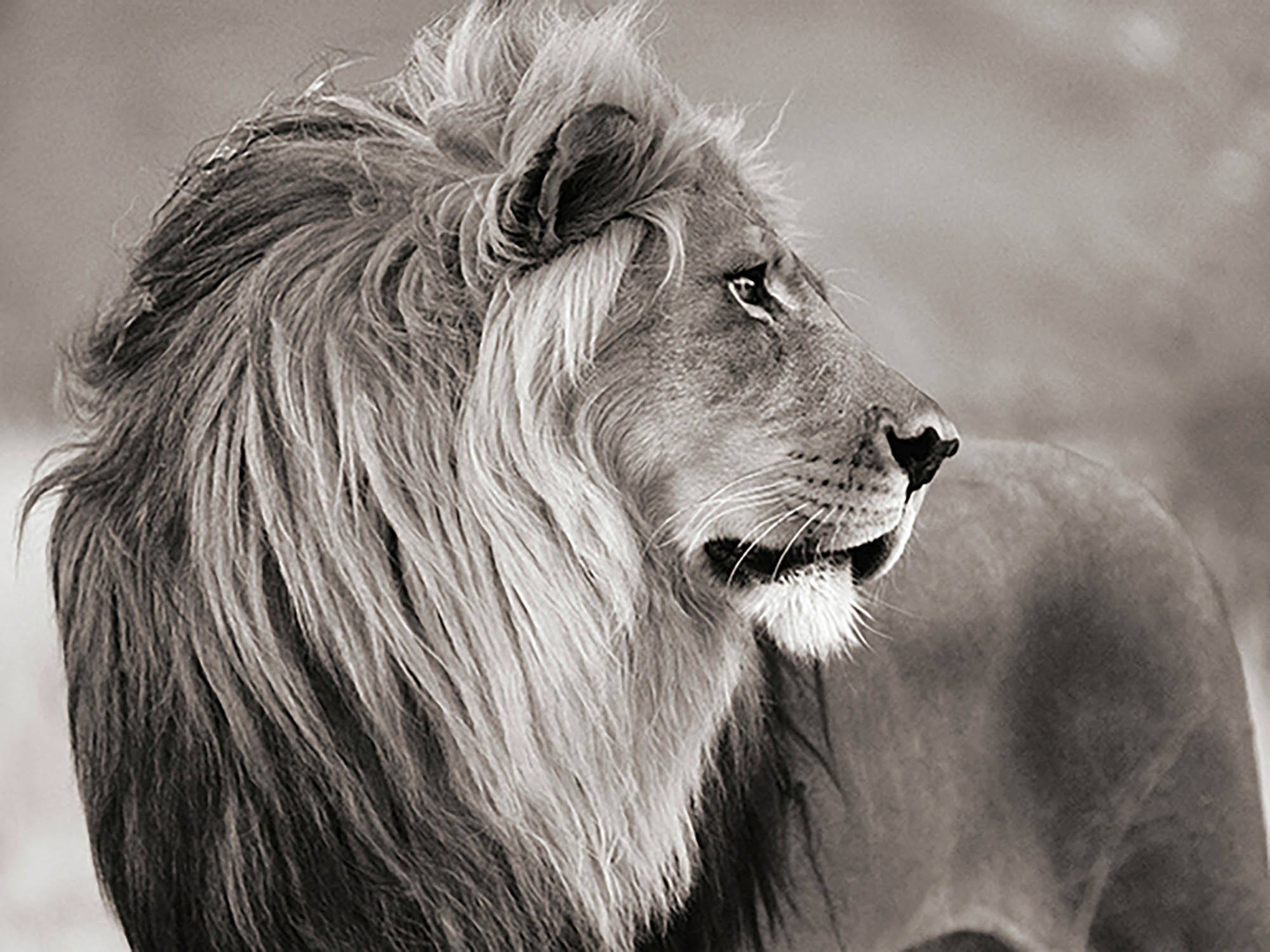 León macho, Namibia (BW)