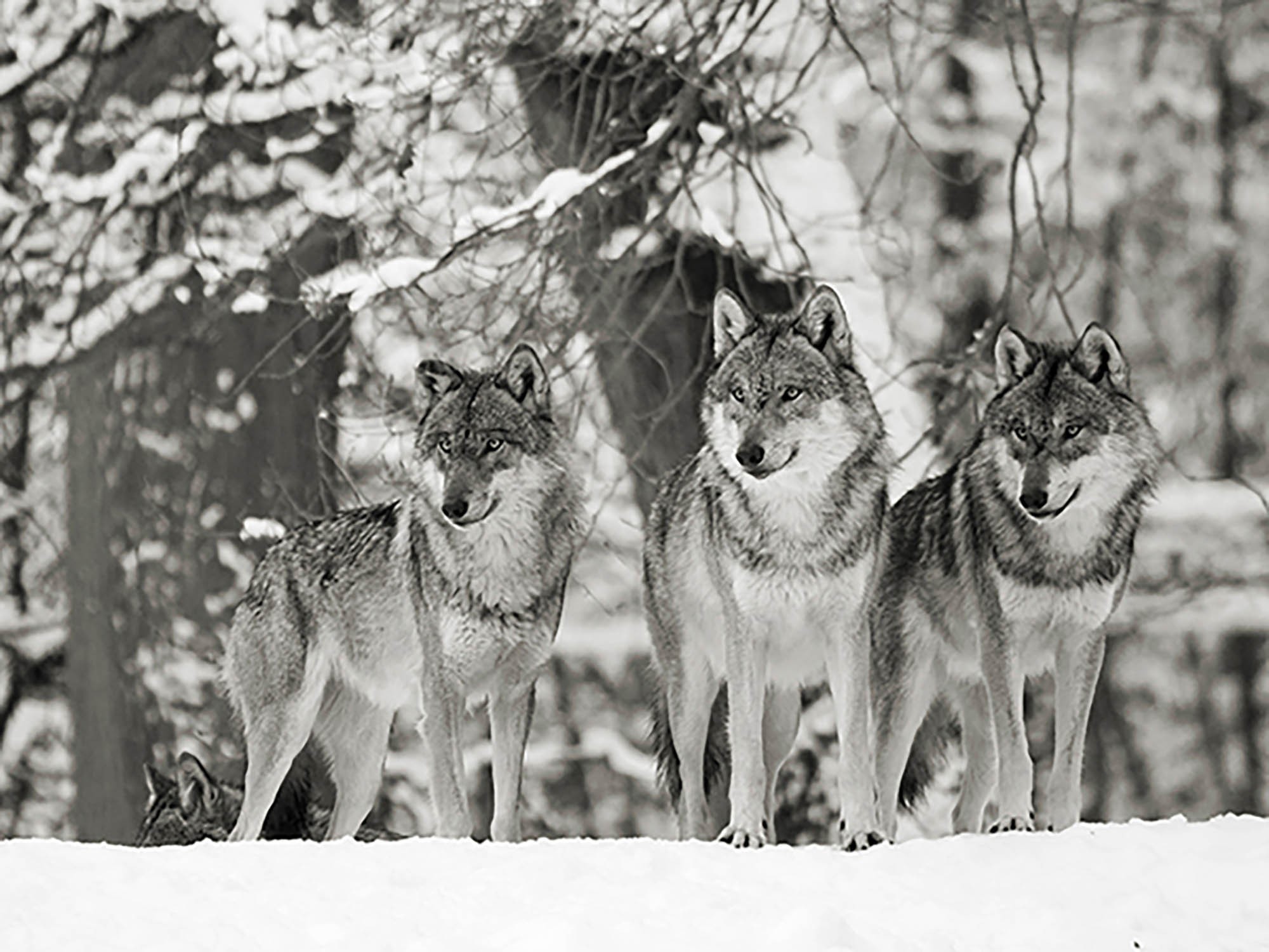 Lobos en la nieve, Alemania (BW)