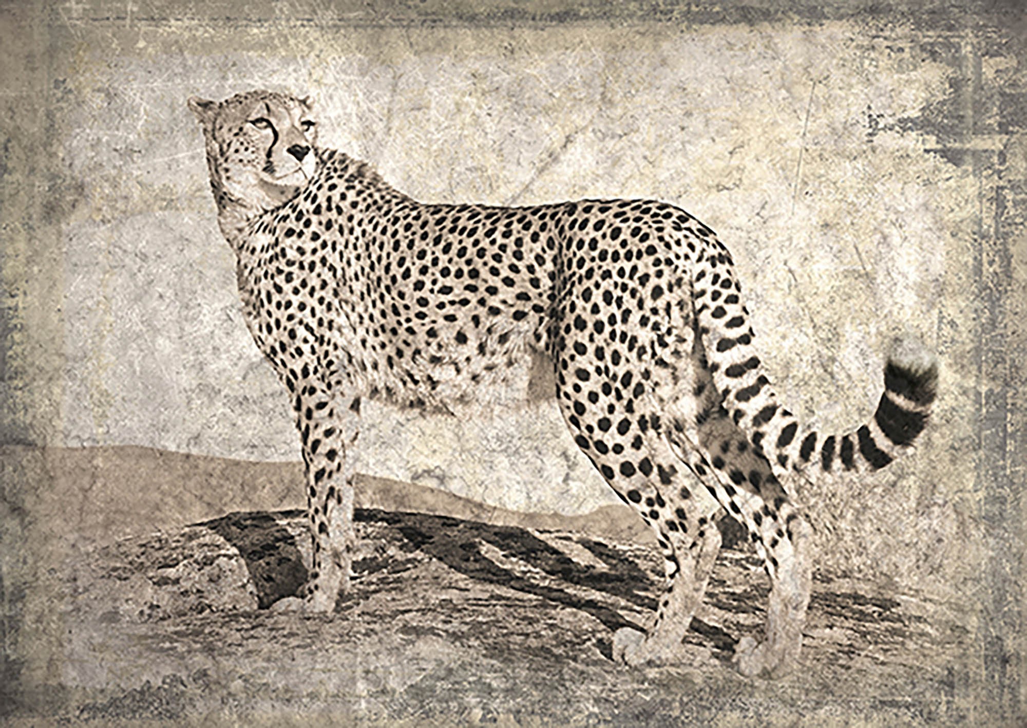 Memorias de África II