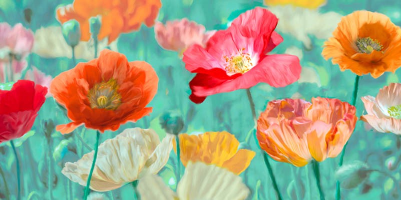 Amapolas en flor