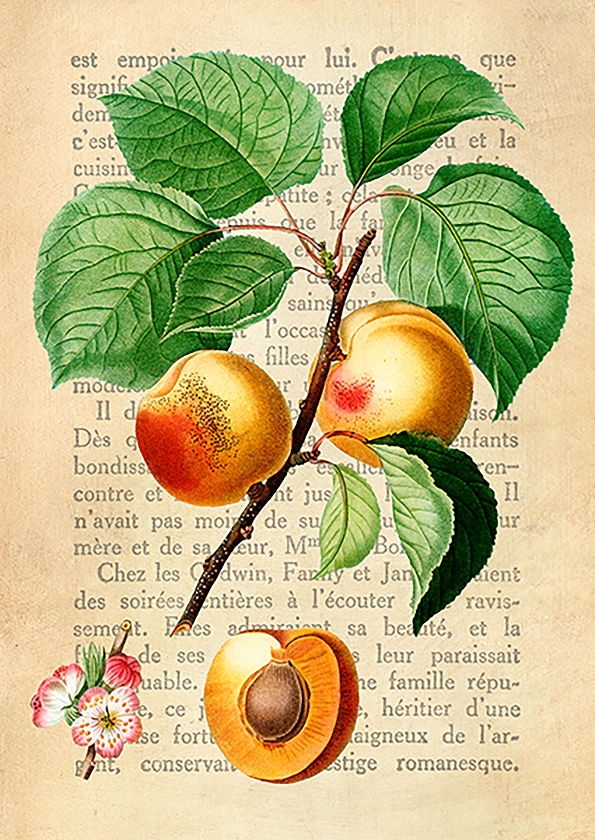 Le Petit Coquin, postre exquisito, After Redouté