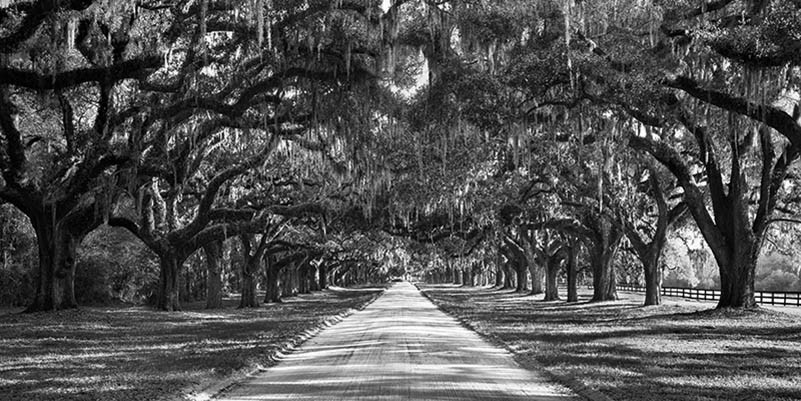 Entrada a una plantación arbolada, Carolina del Sur