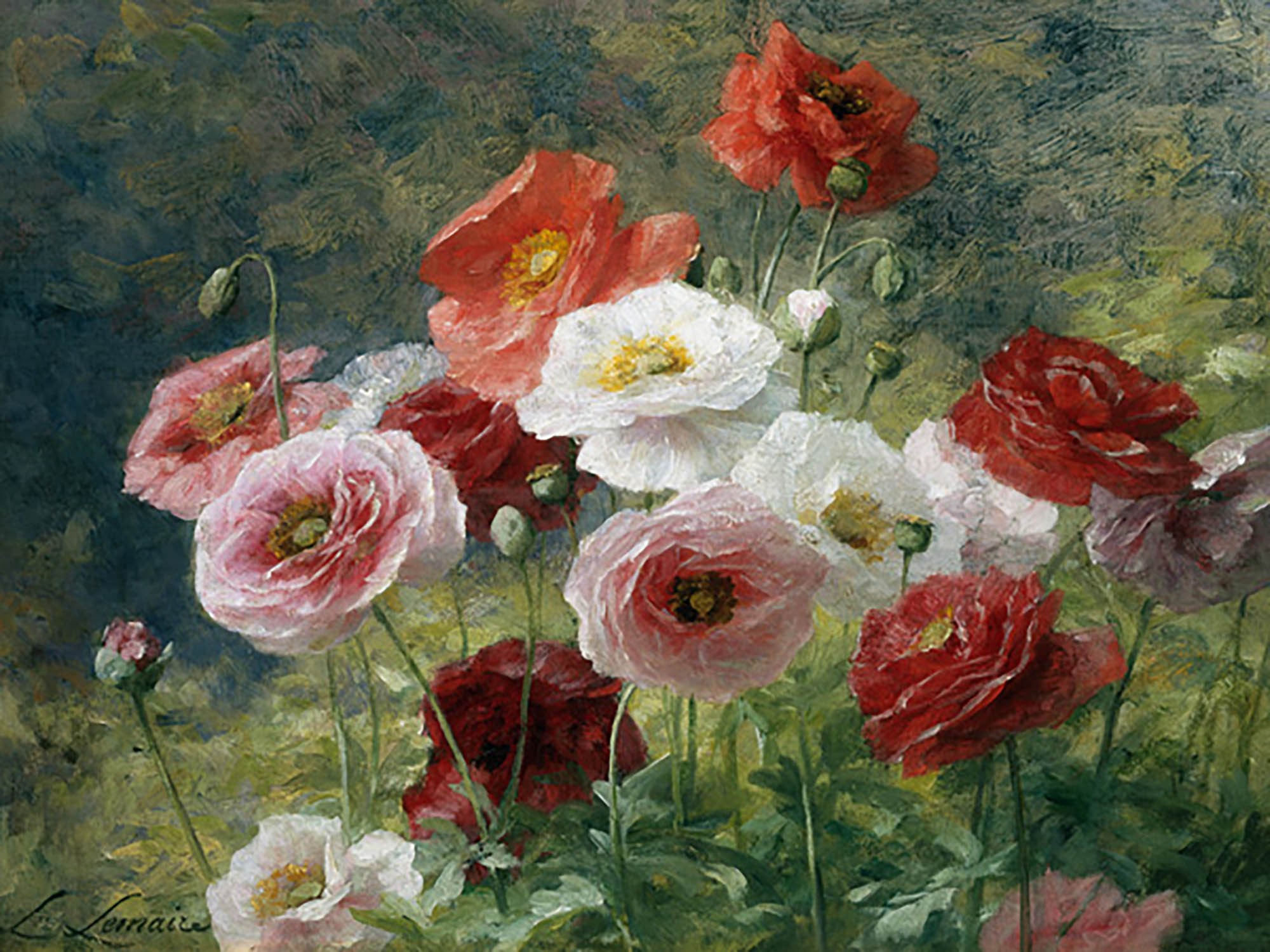 Amapolas