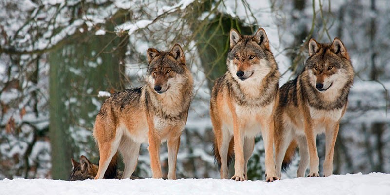 Lobos en la nieve, Alemania (detalle)