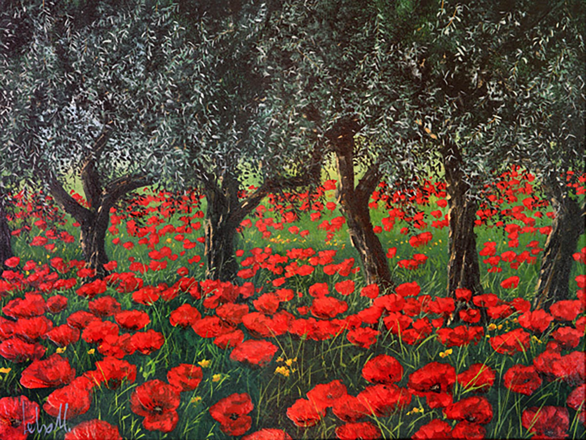 Amapolas bajo los olivos