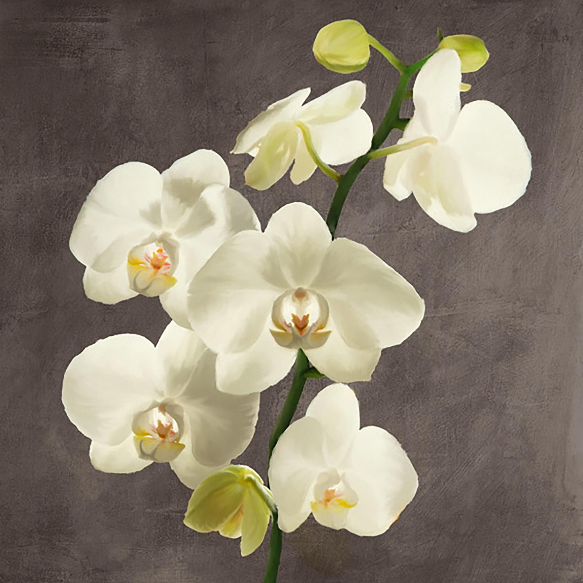 Orquídeas sobre fondo gris II