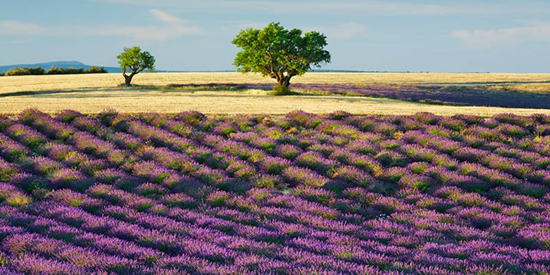 Campo de lavanda y almendros, Provenza, Francia