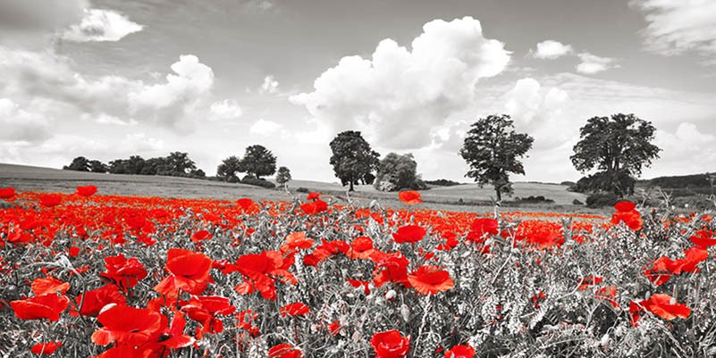 Amapolas y vicias en un prado, Distrito de los Lagos de Mecklemburgo, Alemania