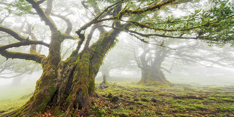 Bosque de laurisilva en la niebla, Madeira, Portugal
