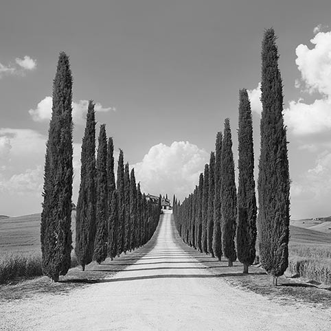 Callejón de cipreses, San Quirico d'Orcia, Toscana (detalle)