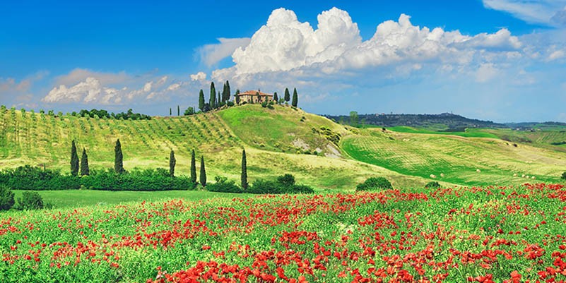 Casa rural con cipreses y amapolas, Val d'Orcia, Toscana