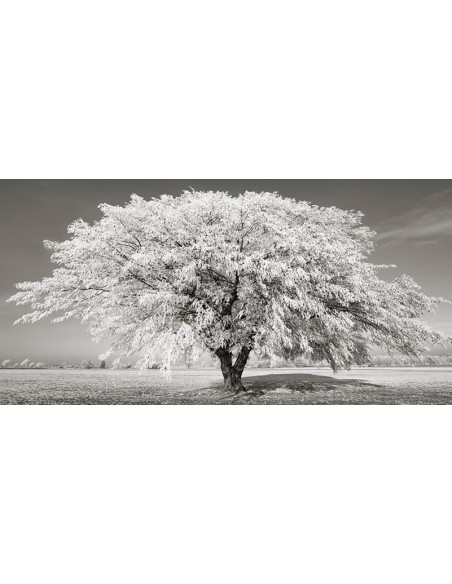 Tilo con escarcha, Baviera, Alemania