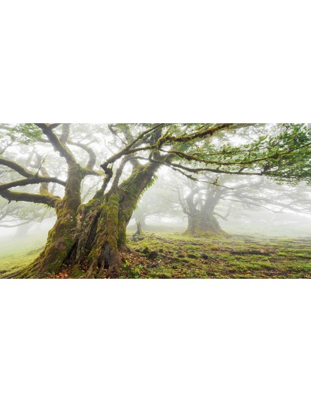 Bosque de laurisilva en la niebla, Madeira, Portugal