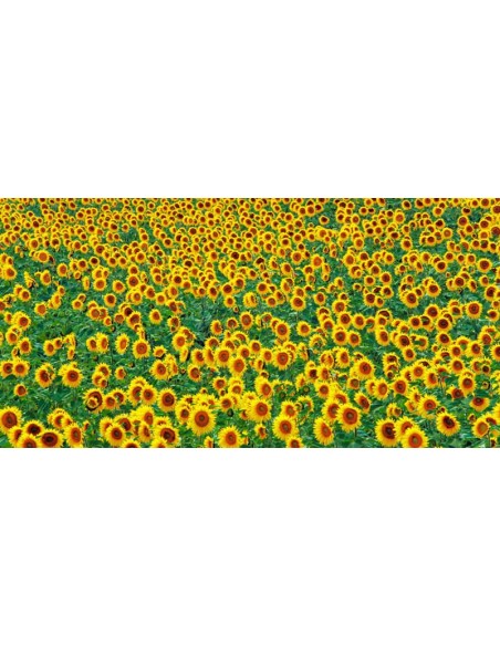 Campo de girasoles, Francia