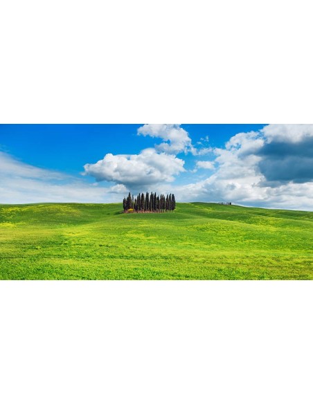 Cipreses, Val d'Orcia, Toscana (detalle)